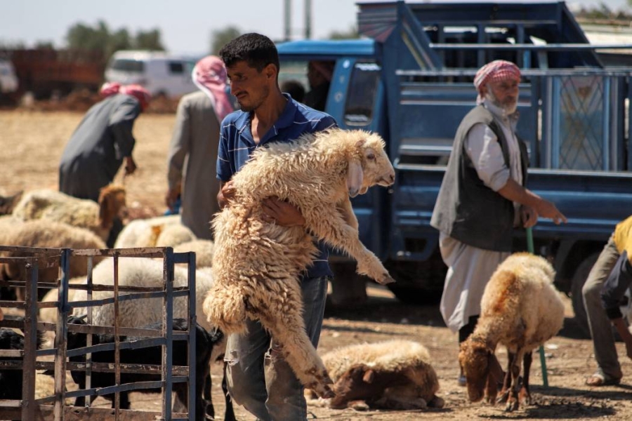تقرير: إقبال كبير على شراء الأضاحي في عمّان