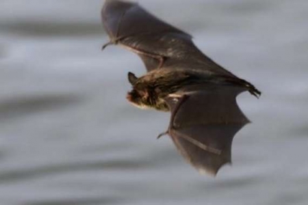 الصين تلقي القبض على السيدة  آكلة الخفافيش.. صورة