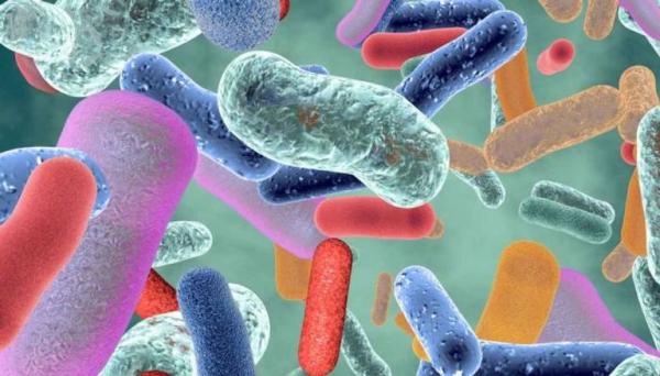 كيف تؤثر الأدوية على بكتيريا الأمعاء؟ دراسة تجيب