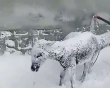 الثلوج في تركيا تحول الحيوانات الى تماثيل.. مشاهد عجيبة!