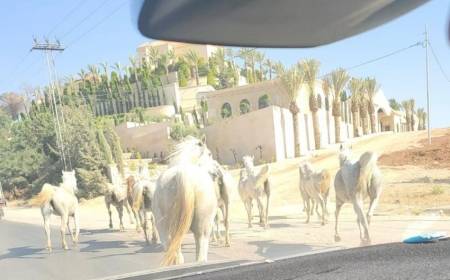 اخماد حريق كبير بالحمر... وخيول تنجو بنفسها وتخرج للشوارع (صور)