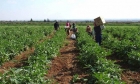 البنك الدولي يقدم  125 مليون دولار لتمويل التنمية الزراعية في الأردن