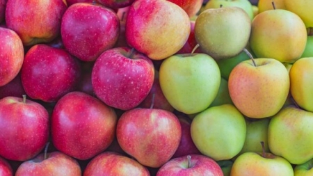 برغم الكوليرا وقرار المنع التفاح السوري بالسوق المحلية دون فحوصات