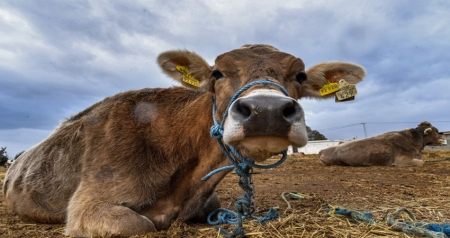 رفع تعليق استيراد الأبقار والعجول الحية ولحومها من البرازيل