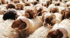 قطر.. تجار ماشية يستعدون لاستيراد خراف الأضاحي من الأردن