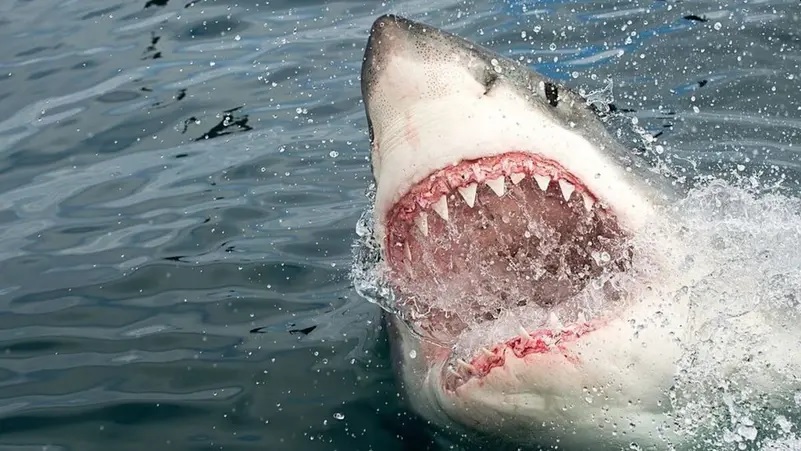 بعد تشريح القرش القاتل.. خبير يكشف 3 أسباب للهجوم على السائح الروسي بالغردقة (صور)