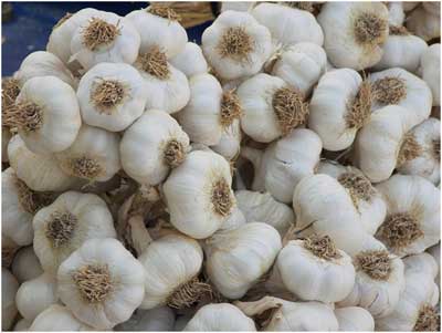 الزراعة: انتظام كميات الثوم المحلي في الأسواق الاردنية