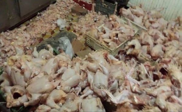 بلدية الكرك تضبط كمية من الدجاج غير الصالح للاستهلاك البشري
