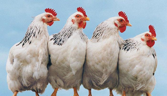 أزمة دجاج بالاردن..مئات الشكاوى وحماية المستهلك تفتح النار على التجار