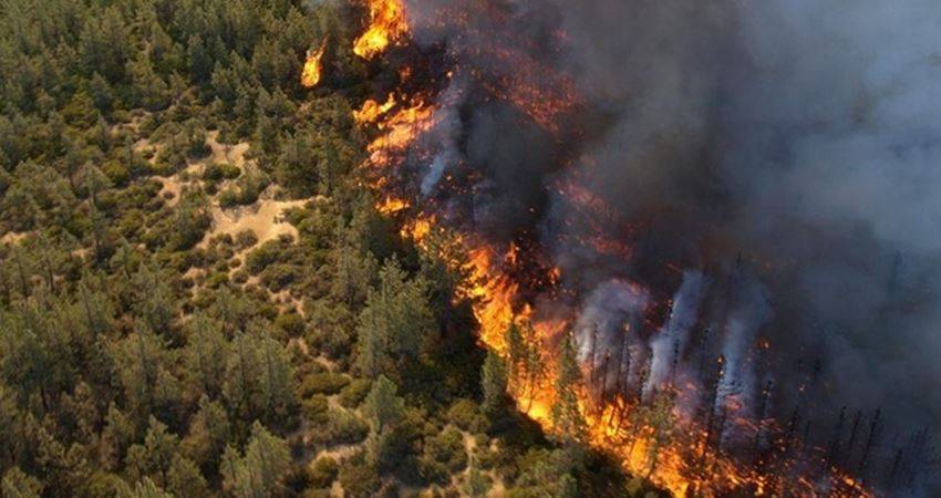 تجدد الحرائق في اشجار منطقة جبل أبو نمر الحرجية بعجلون