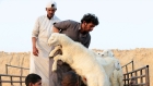 اليكم عقوبة ذبح الاضاحي في الاحياء السكنية؟!
