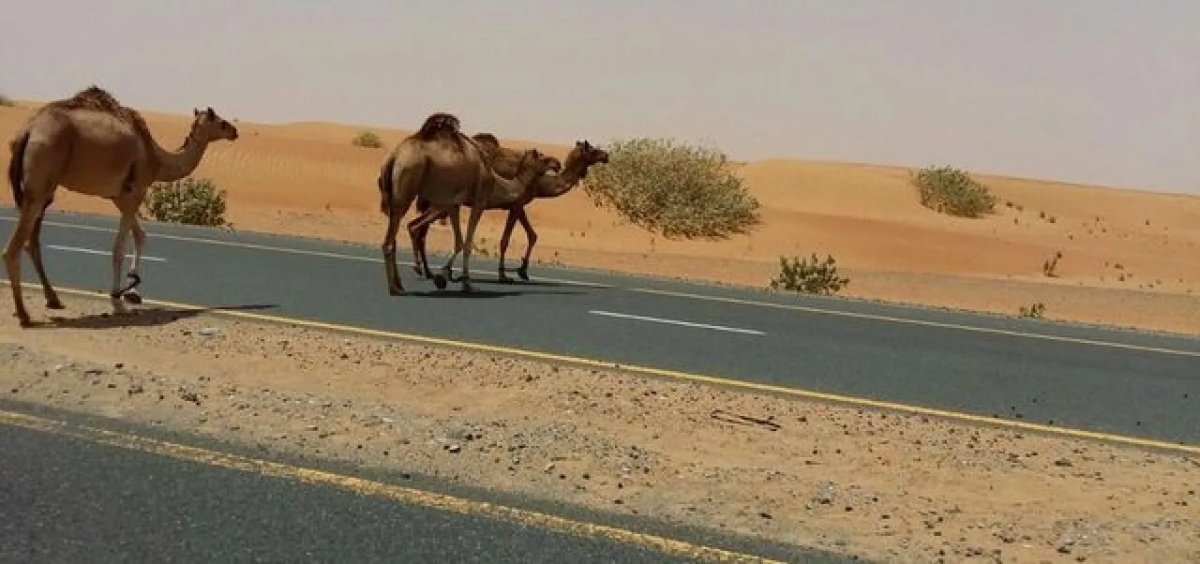 8 إصابات ونفوق 3 جمال بحوادث متفرقة على طرق خارجية