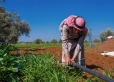 الأغذية العالمي يطلق قروضًا ميسّرة لدعم مزارعي الأردن