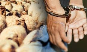 القبض على سارقي  53 رأسا من الأغنام في لواء بني كنانة