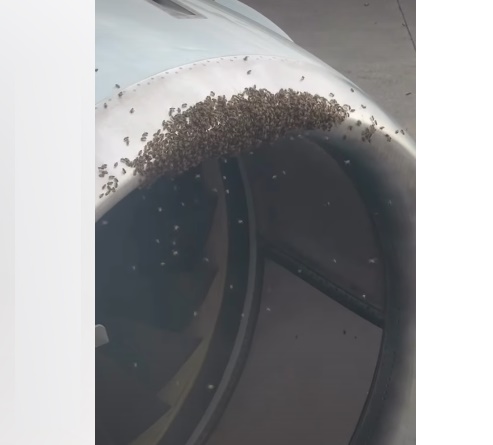 في مشهد غير مألوف.. سرب نحل يقتحم محرك طائرة أمريكية ويؤخر إقلاعها.. شاهد