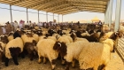 بعد شكاوى من الجانب السوري.. الاردن يكشف آلية تصدير الأغنام واجراءات التفتيش لمنع التهريب