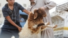 اسماء... 400 حظيرة لبيع الأضاحي في 24 موقعًا بعمان