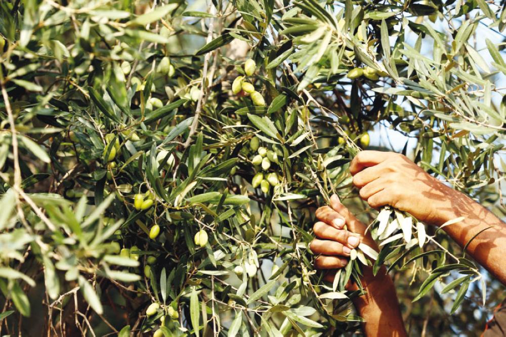 المعاصر توضح سبب تباطؤ انطلاقة موسم الزيتون.. وتكشف الاسعار